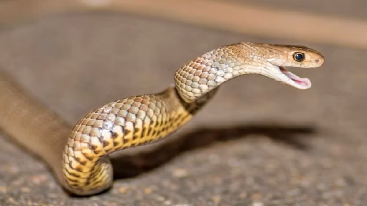 सहरसा में दर्दनाक हादसा, खाना बनाते समय विषैले सांप के डसने से 15 वर्षीय युवती की मौत