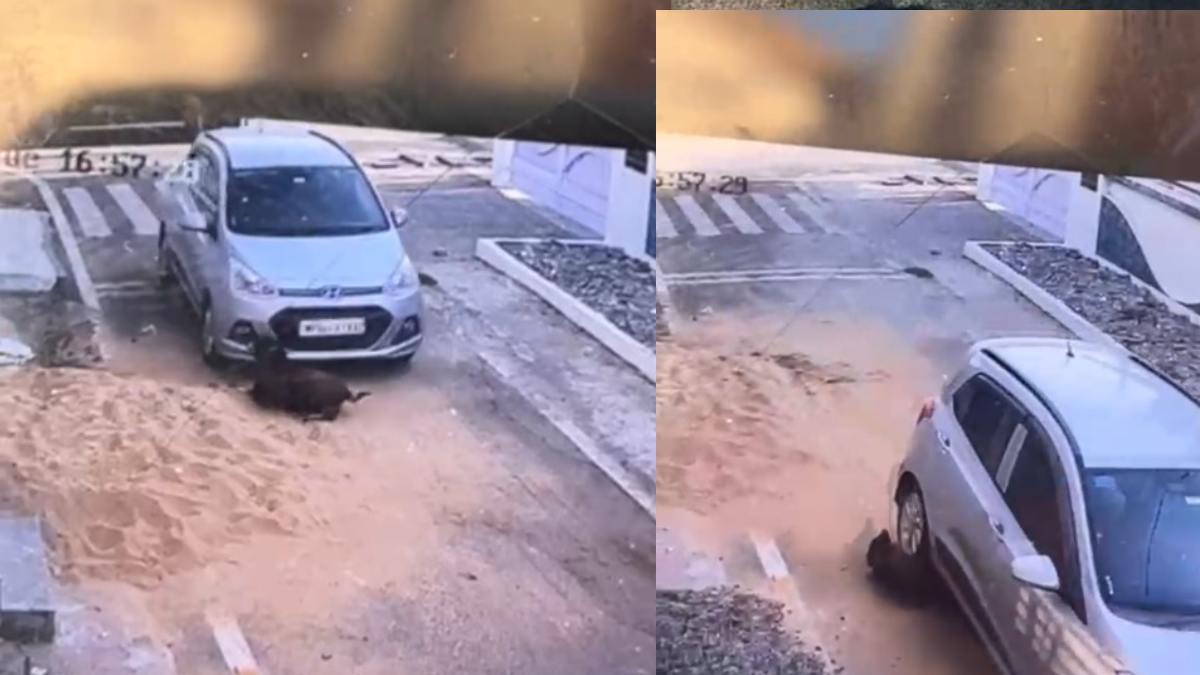 बेजुबान के साथ क्रूरता: रेलवे कर्मचारी ने पड़ोसी के कुत्ते पर चढ़ाई कार, CCTV में कैद मौत