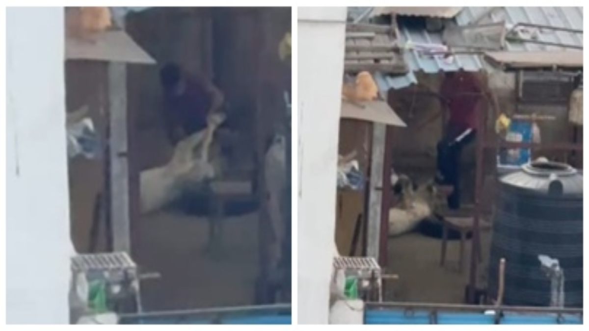 बेजुबान के साथ क्रूरता: युवक ने बकरे के पैर बांधकर बुरी तरह पीटा, Video वायरल 
