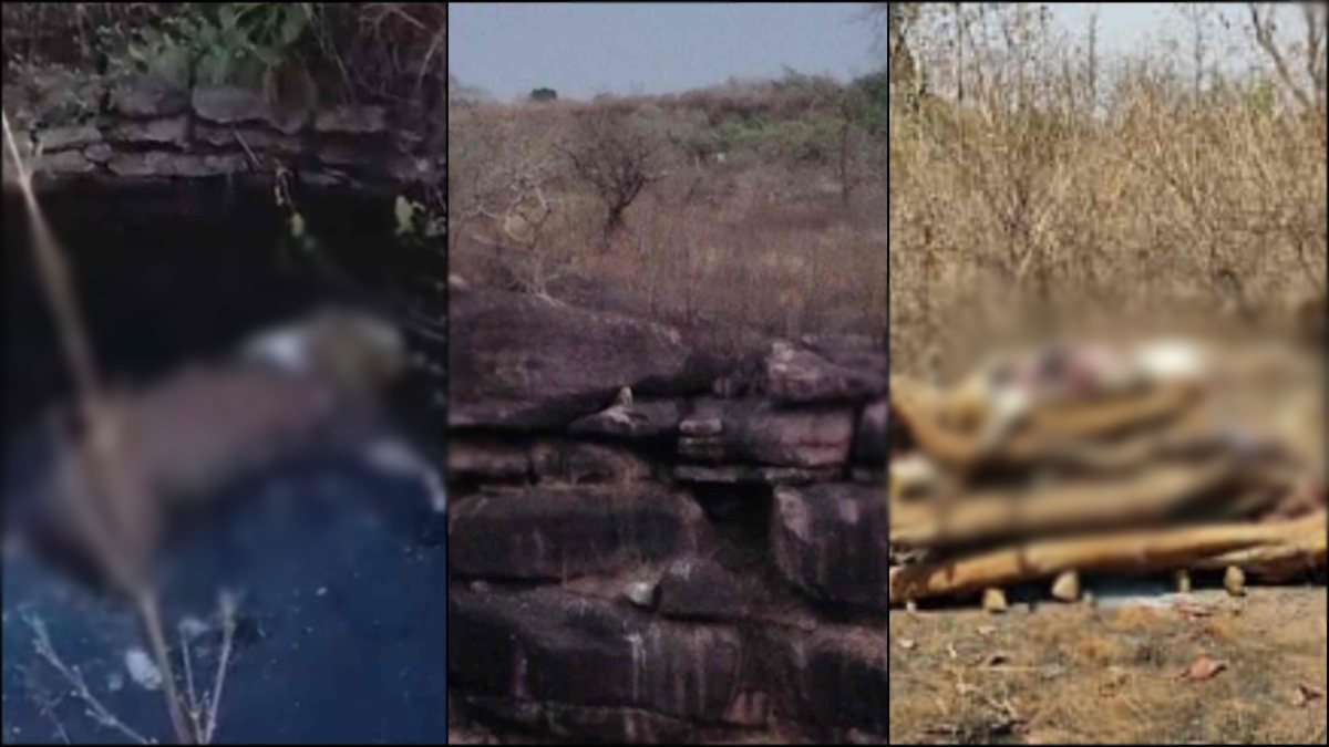 MP : बालाघाट में कुएं में मिला तेंदुए का शव, पन्ना में आवारा कुत्तों ने किया चीतल का शिकार, भोजपुर मंदिर के पास दिखा टाइगर