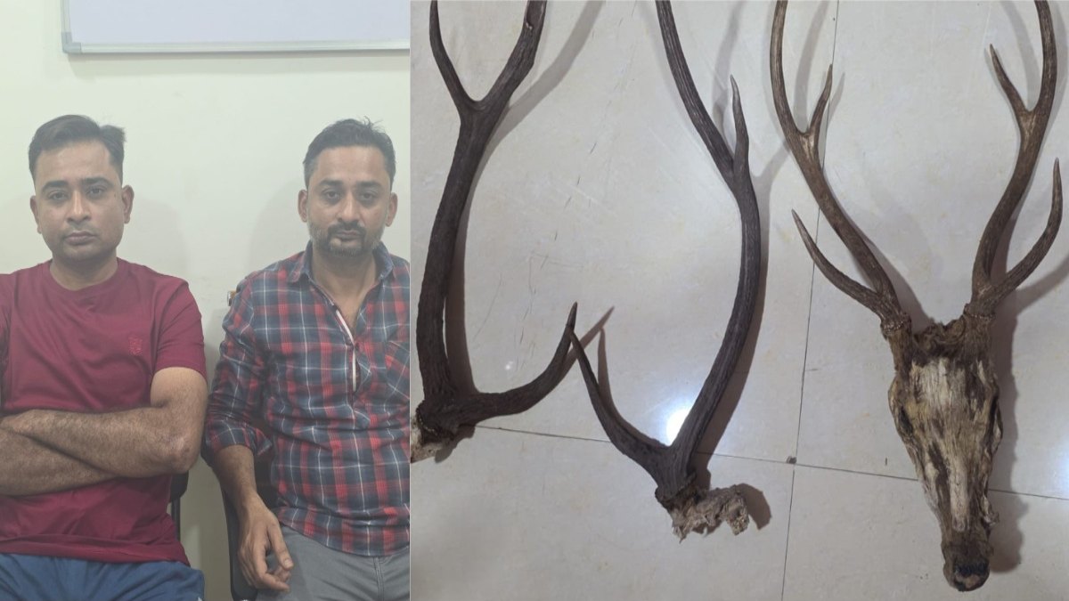 Breaking News: वन विभाग की बड़ी कार्रवाई, हिरण के सींग के साथ 2 शिकारी गिरफ्तार…