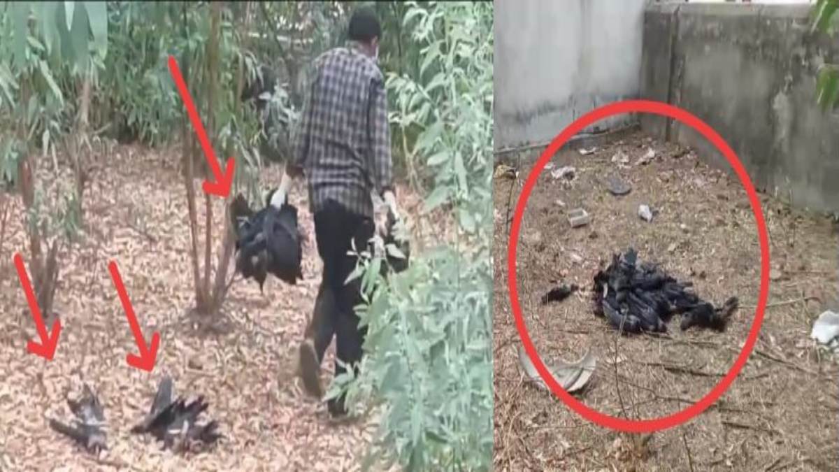 MP में बर्ड फ्लू की एंट्री? शहडोल में 100 से अधिक कौवों की मौत, स्वास्थ्य विभाग ने पोल्ट्री फार्म से लिया सैंपल, प्रशासन ने की ये अपील