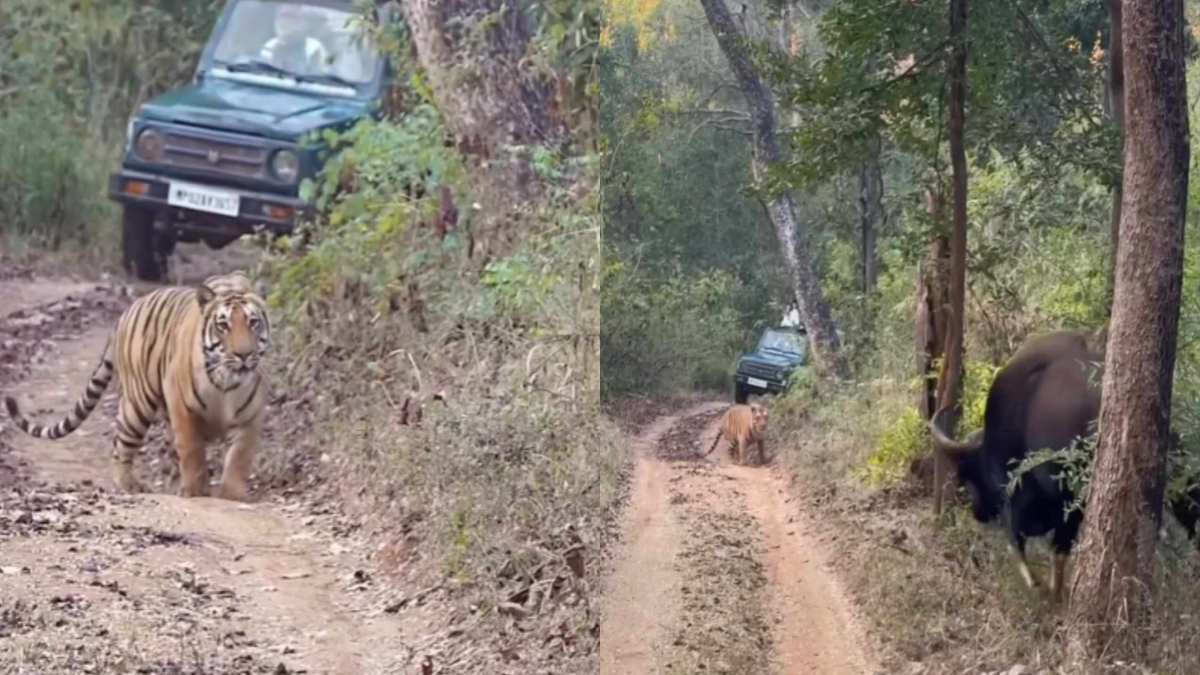 ओ भाई… ये तो गजब हो गया! बायसन को देख दुम दबाकर भागा टाइगर, VIDEO देख आप भी हो जाएंगे हैरान