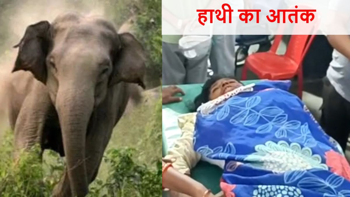 हाथी का आतंक: खेत में मवेशी बांधने गए दंपती पर हाथियों ने किया हमला, महिला का उखाड़ा हाथ, पति भी घायल…