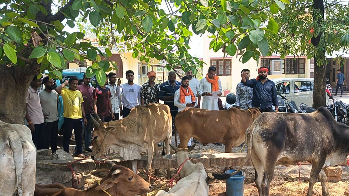 गौ तस्करी पर पुलिस का शिकंजा : पिकअप से 8 गौवंश को किया बरामद, नाबालिग समेत 2 आरोपी गिरफ्तार