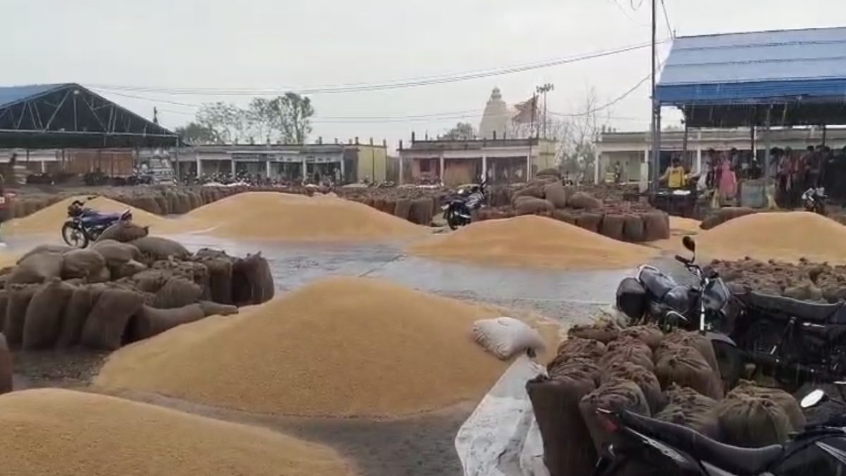 MP में यहां बेमौसम बारिश से मंडी में रखा किसानों का अनाज बहा, मंडी प्रबंधन की लापरवाही का शिकार बने अन्नदाता