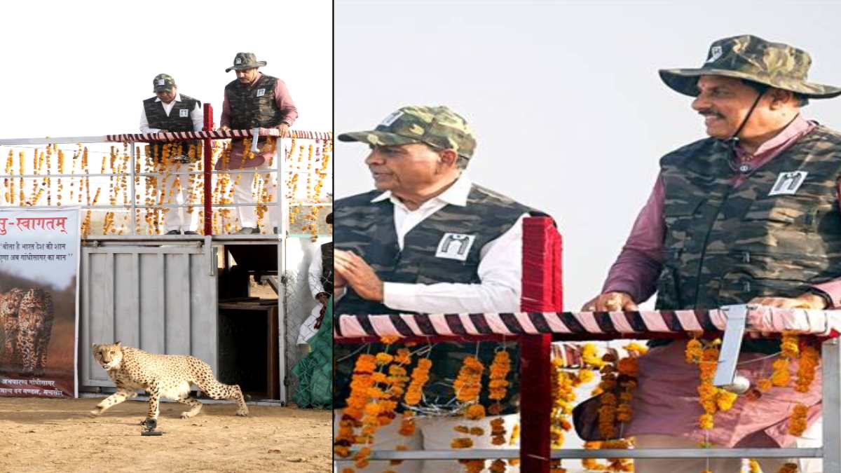 Kuno के बाद गांधी सागर अभयारण्य में फर्राटे भरने लगे चीते: CM डॉ मोहन ने खुले बाड़े में छोड़ा, कहा- PM Modi के नेतृत्व मे विश्व का सबसे सफल चीता पुनर्वास अभियान