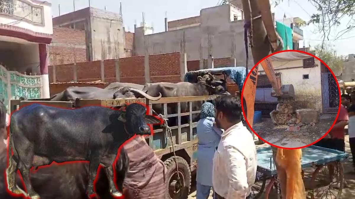 गई भैंस जब्ती में… 5 भैंसों को उठाकर ले गई नगर निगम की टीम, ये रही वजह