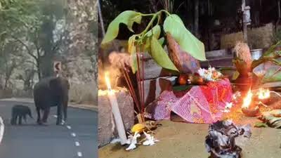 अनोखा जश्न : अनुगुल जिले में हाथी के बच्चे के जन्म पर जश्न
