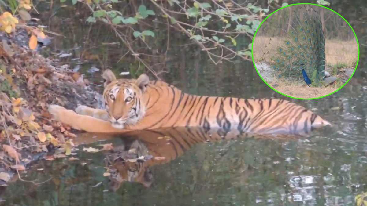 Kheoni Wild life: चिलचिलाती धूप में ‘युवराज बाघ’ की मस्ती का Video वायरल, खुले पंख में नाचते मोर और हिरण को देख रोमांचित हुए पर्यटक