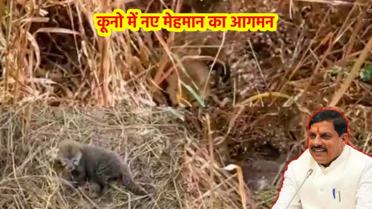 Kuno में बढ़ा चीतों का कुनबा: चीता निर्वा ने 5 शावकों को दिया जन्म, CM डॉ मोहन ने दी बधाई