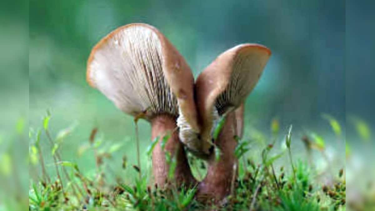 गजपति जिले में जहरीला जंगली मशरूम खाने से 6 लोग बीमार, अस्पताल में भर्ती