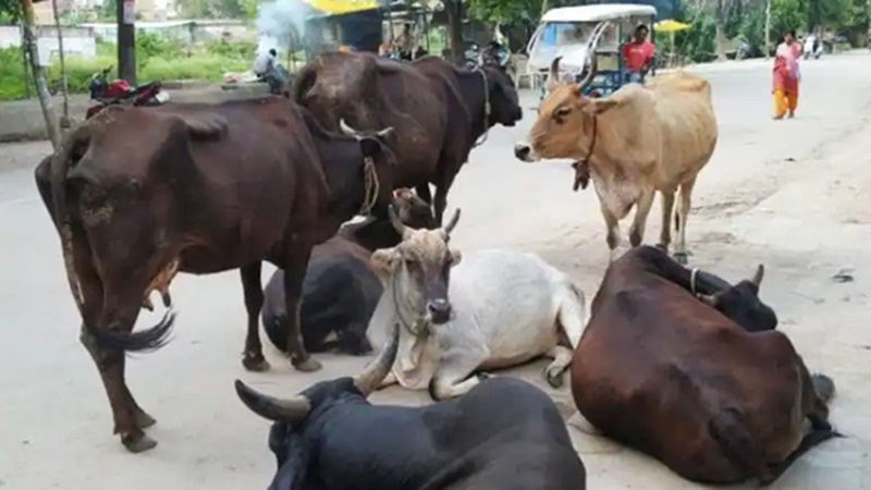 Rajasthan News: जैसलमेर में कर्रा रोग का कहर, 500 से अधिक गायों की मौत, पशुपालक परेशान