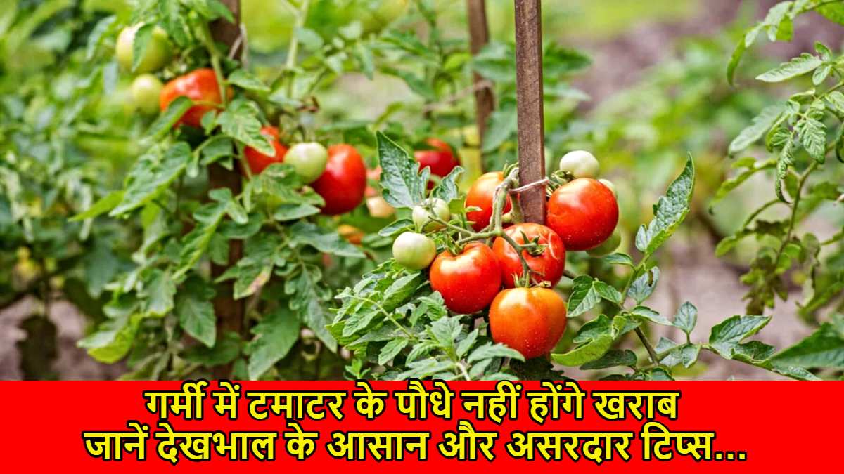 Tomato Plant Care In Summer: गर्मी में टमाटर के पौधे नहीं होंगे खराब, जानें देखभाल के आसान और असरदार टिप्स…