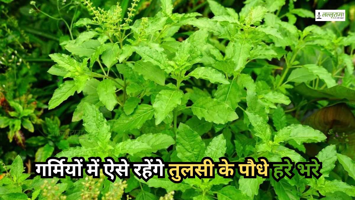 Tulsi Plant Care Tips in Summer: गर्मी में मुरझा न जाए तुलसी का पौधा, इन आसान तरीकों से रखें खास ख्याल…