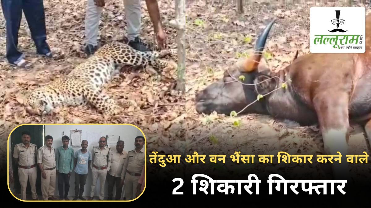 वन विभाग की बड़ी कार्रवाई: तेंदुआ और वन भैंसा का शिकार करने वाले 2 शिकारियों को किया गिरफ्तार, तीसरे की तलाश जारी