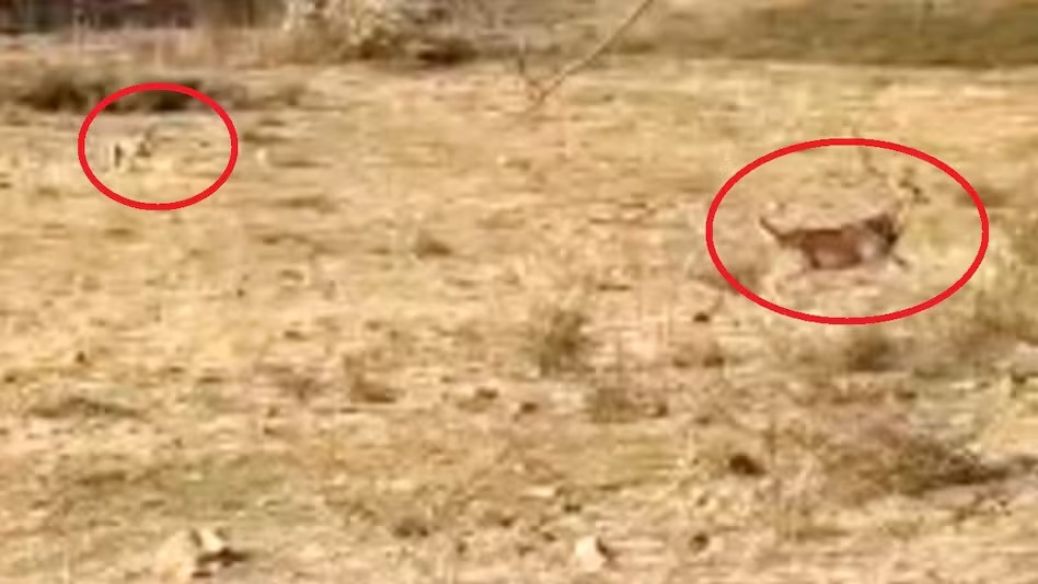 हिरण से हार गया रफ्तार का राजा: 3 चीतों ने किया हमला तो इस तरह छकाया, कूनो के जंगल का Video देख रह जाएंगे हैरान