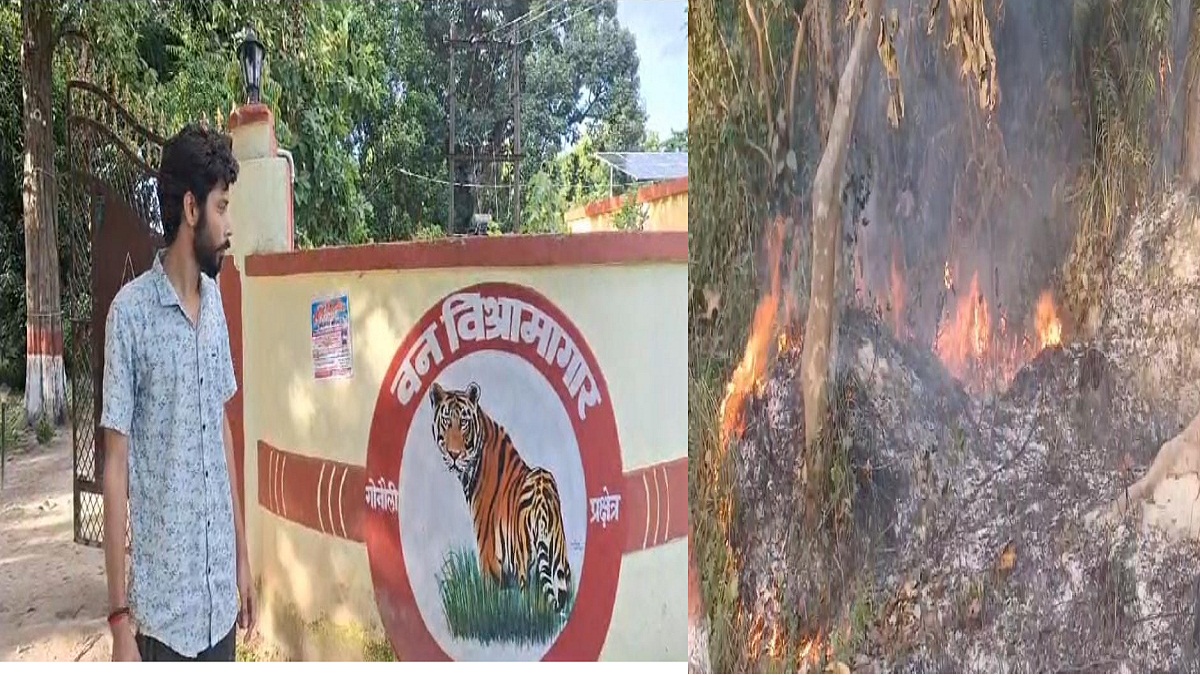 Valmiki Tiger Reserve Fire: बेजुबान जानवरों की जान पर आफत बन आई आग, 6 एकड़ जंगल राख ,  आखिर कौन ​है जिम्मेदार ?