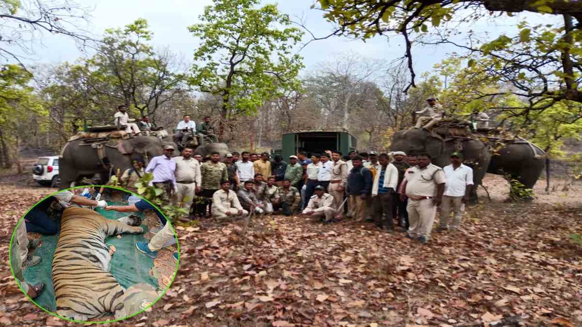 माधव टाइगर रिजर्व में गूंजेगी BTR के बाघ की दहाड़: पतौर क्षेत्र से नर बाघ का रेस्क्यू कर भेजा, पर्यटकों को होंगे कई जंगली जानवरों के दीदार