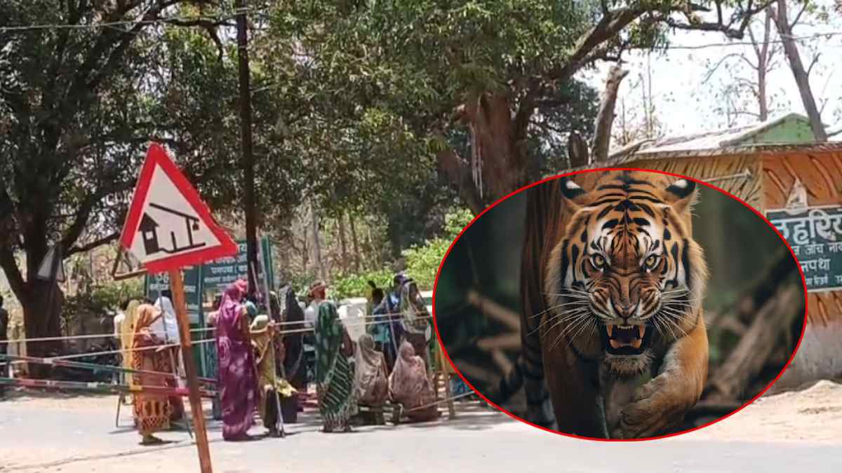 BTR में बाघिन का आतंक, दो पर किया हमला: आक्रोशित ग्रामीणों ने पनपथा पर लगाया जाम, क्षेत्र से दूसरी जगह भेजने की कर रहे मांग