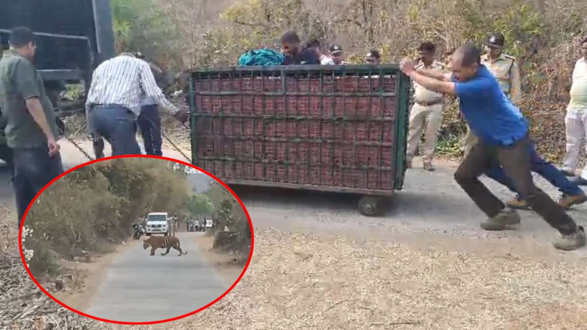 दो बाघ भाइयों का वन विभाग ने किया रेस्क्यूः कई दिनों से भोजपुर मंदिर के पास था मूवमेंट, लोगों ने ली राहत की सांस, दहशत में थे किसान