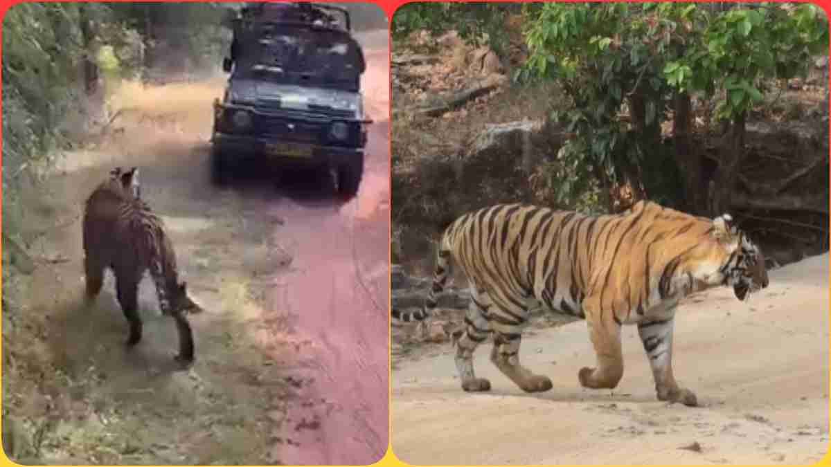 जिप्सी देख सहम गया टाइगर: दोनों तरफ से गाड़ियों ने घेरा, नियमों की उड़ी धज्जियां, Video Viral