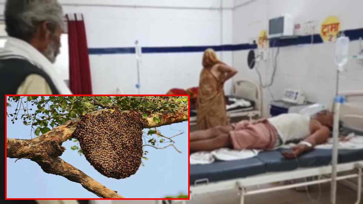 खेत जा रहे किसान और परिवार पर मधुमक्खियों के झुंड ने किया हमला, 7 घायल, पति-पत्नी की हालत नाजुक
