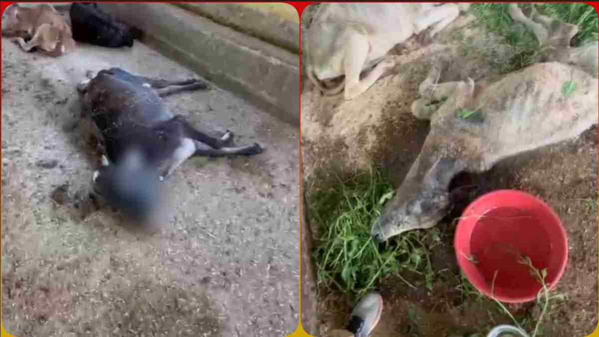 भोपाल नगर निगम की अरवलिया गौशाला का हाल बेहाल: महापौर ने जिम्मेदारी से झाड़ा पल्ला, कांग्रेस बोली- चारे के नाम पर लूट, संस्कृति बचाओ मंच ने की रासुका की मांग
