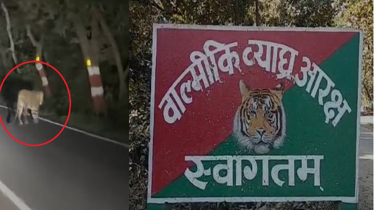 VTR में जंगल सफारी के दौरान दिखा तेंदुआ, रोमांच से भरे टूरिस्ट, बना लिया वीडियो….