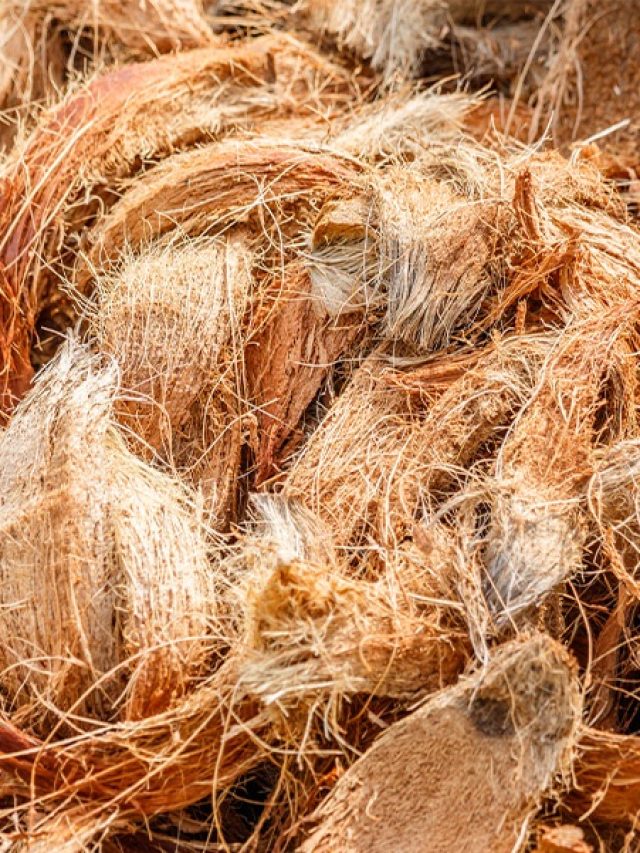 Home Cooling Tips: नहीं पड़ेगी AC की जरूरत, नारियल के छिलके से इस तरह करें कमरे को ठंडा…