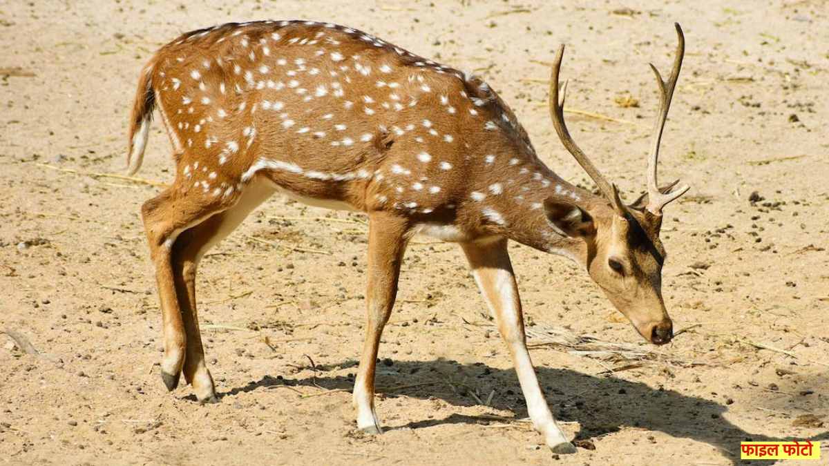 वन अमला पस्त, शिकारी मस्त: 2 हिरण का किया शिकार,  गोली की आवाज सुनकर पहुंचे ग्रामीण, फिर जो हुआ…