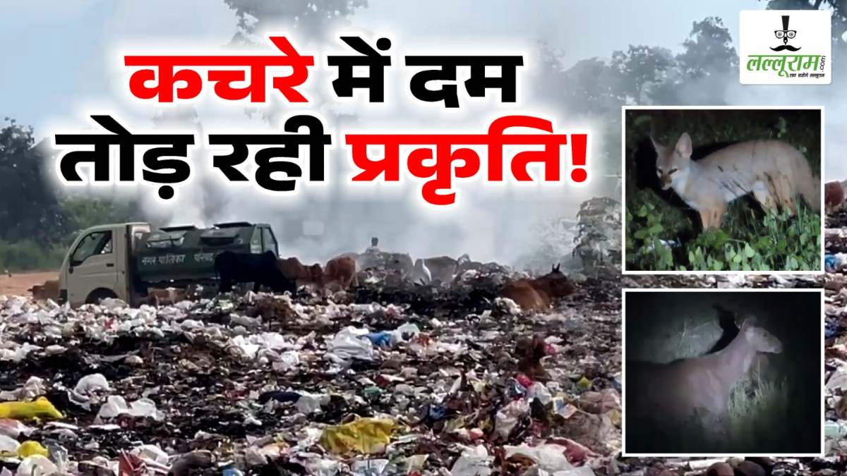 वन और वन्यजीव संरक्षण के लिए सरकार के प्रयासों पर पानी फेर रहा प्रशासन, जंगल किनारे किया जा रहा कचरा डंप, वनविभाग और पालिका की लापरवाही से खतरे में जीवों की जान…