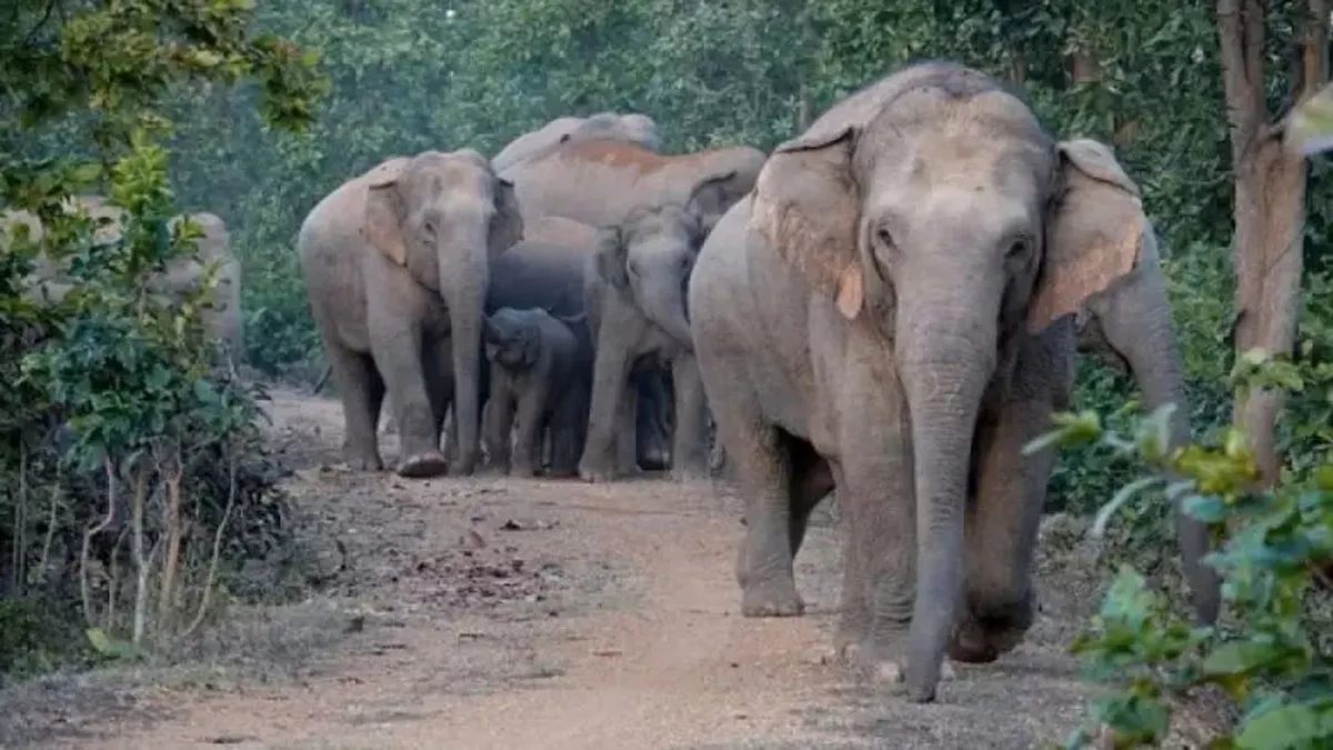 झारखंड में हाथियों का तांडव: दो युवकों की मौत, झुंड ने वीडियो बना रहे युवक को कुचलकर मार डाला