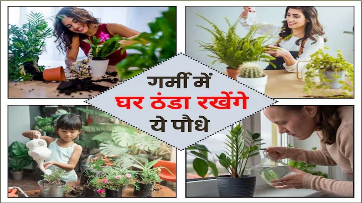 इन पौधों पर नहीं पड़ता गर्मी का असर, घर को रखते हैं ठंडा-ठंडा, कूल-कूल…