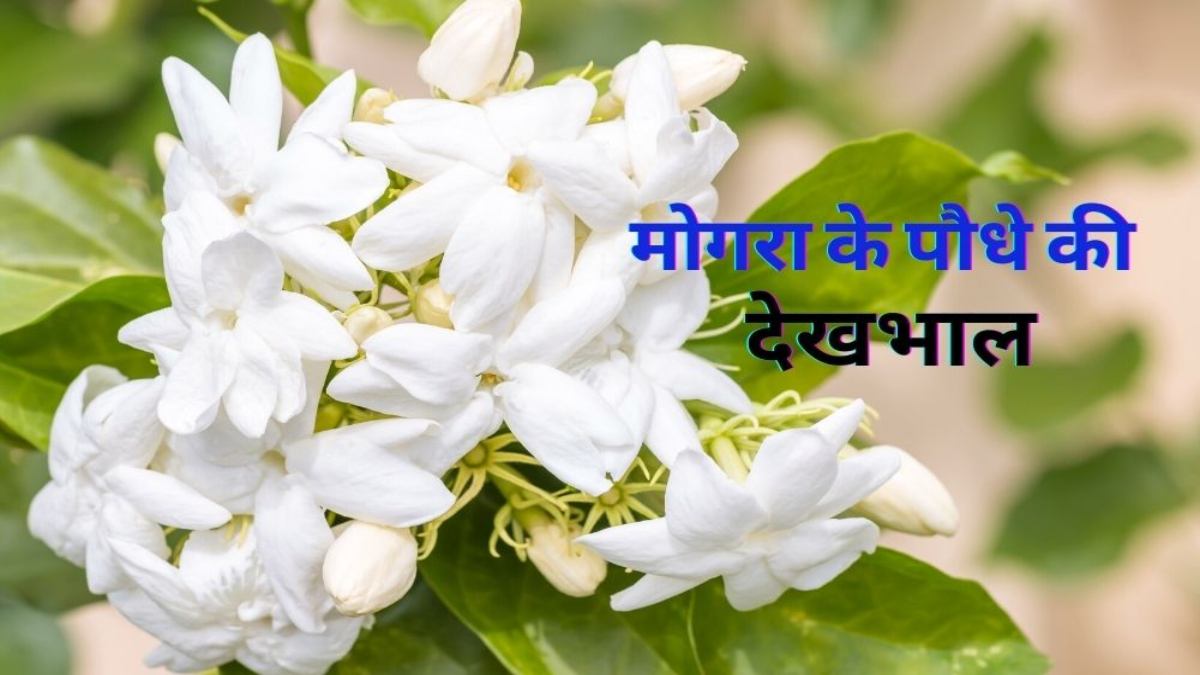 How to Take Care of Mogra Plant in Summer: गर्मी में मोगरे की ख़ुशबू से महक उठेगी आपकी बगिया, बस इन बातों का रखें ध्यान…