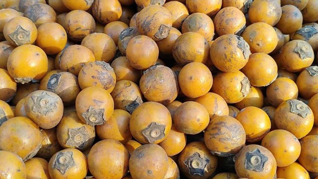 Health Benefits of Tendu Fruit
