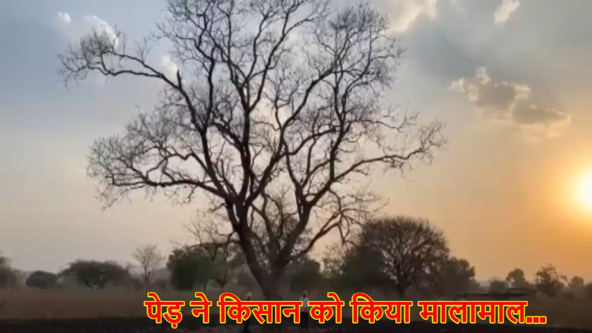 सौ साल पुराने पेड़ ने चमका दी किसान की किस्मत, रातोरात बन गया करोड़पति, कीमत इतनी की जानकर उड़ गए होश