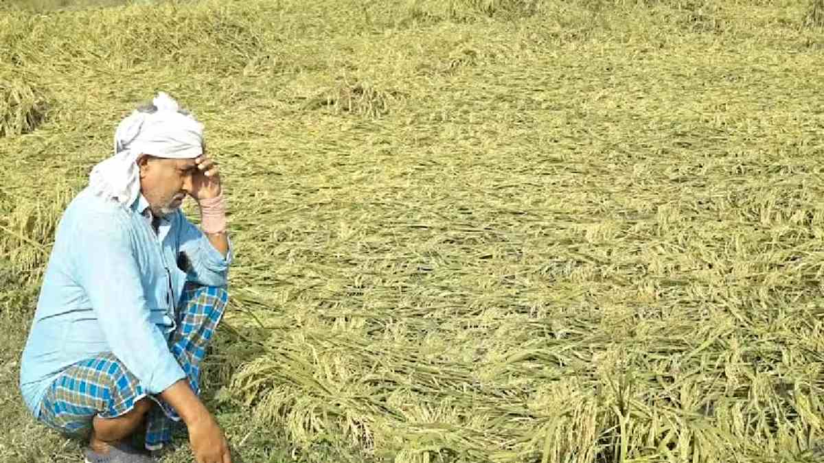 बेमौसम बारिश ने बढ़ाई किसानों की चिंता, फसलें चौपट…