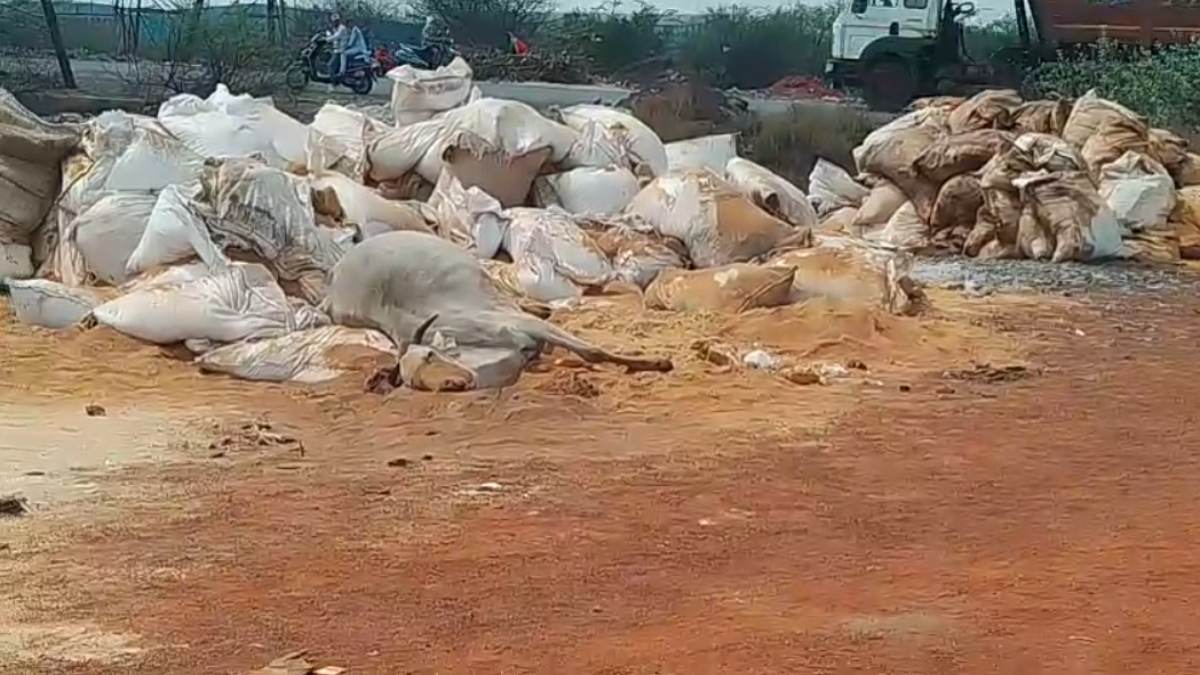 रायपुर: 6 गायों की संदिग्ध मौत, पुलिस के साथ पहुंचे गौ सेवक… जांच शुरू