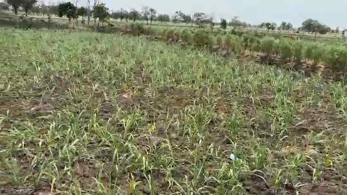 बूंद-बूंद पानी को तरस रहे किसान : नहर निर्माण के लिए करोड़ों रुपए स्वीकृत पर काम अधूरा, अफसरों और ग्रामीणों के बीच बैठक में नहीं निकला समाधान