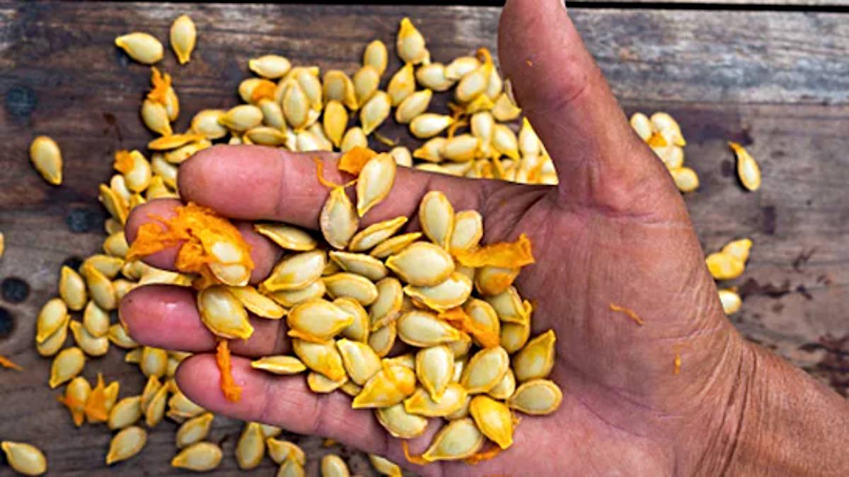 Pumpkin Seeds Benefits: बेकार समझकर न फेंके कद्दू के बीज, फायदे जानकर आप भी रह जाएंगे हैरान…