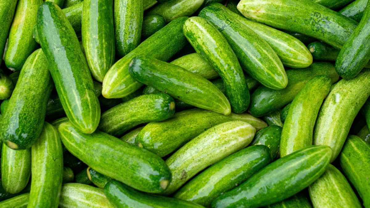 खीरा खरीदने से पहले अपनाएं ये आसान टिप्स, हर बार मिलेगा ताजा और मीठा खीरा…