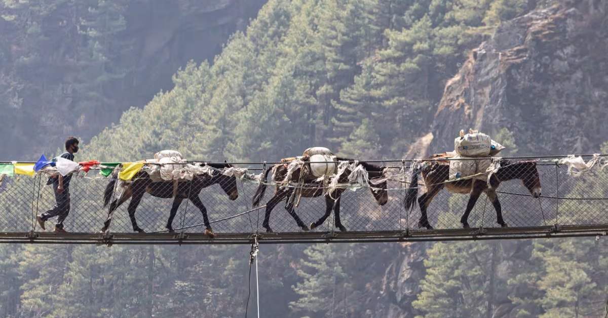 Chardham Yatra 2025 : घोड़ों और खच्चरों को पंजीकृत करने से पहले संक्रामक बीमारियों की जांच अनिवार्य, निगेटिव रिपोर्ट आने पर ही मिलेगी हरी झंडी