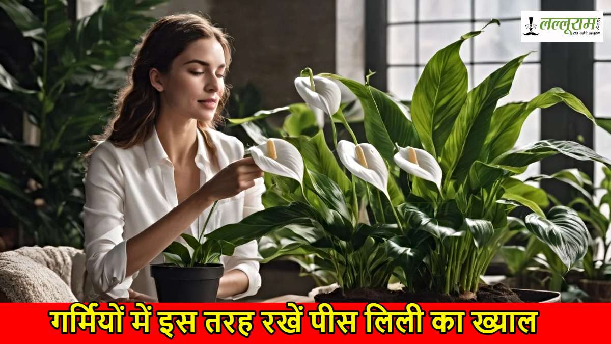 Peace Lily Care Tips: गर्मियों में इस तरह रखें पीस लिली का ख्याल, हवा बनी रहे ताजा और हेल्दी…