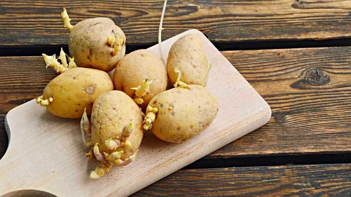 Kitchen Tips: गर्मी में घर पर रखे आलू हो जाते है अंकुरित? तो अपनाएं ये जरूरी टिप्स…