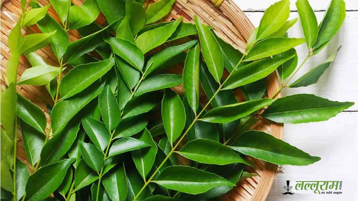 How to Keep Curry Leaves Fresh: घर में करी पत्ते को रखना है ताज़ा ? तो बस फॉलो करें ये टिप्स…