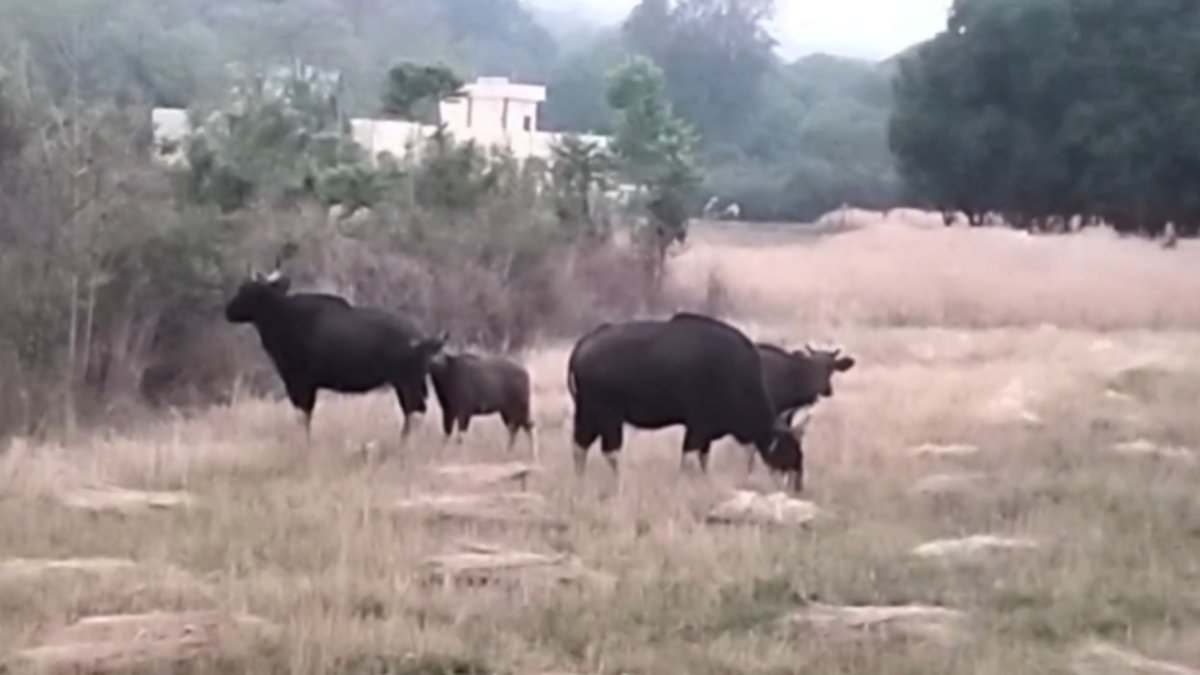 लगता है रास्ता भटक गए: रिहायशी इलाके में बायसन फैमली की दस्तक, दहशत के साये में लोग, देखें VIDEO