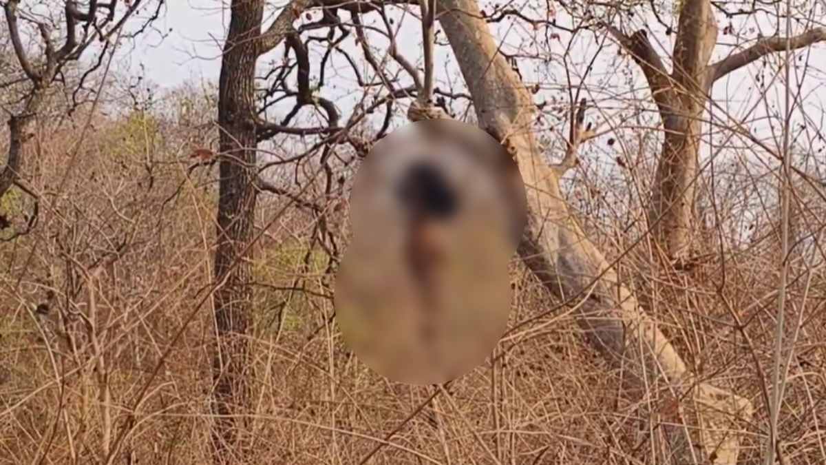 हत्या या कुछ और…? जंगल में फंदे से लटकता मिला सगे भाइयों का कंकाल, 28 जनवरी से थे लापता