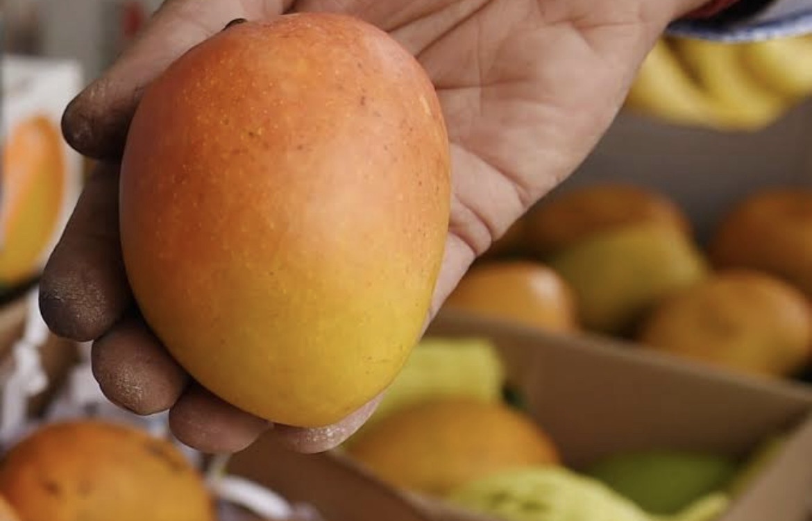 Hapus Mango Price: ‘हापुस’ की मिठास छत्तीसगढ़ पहुंची, कीमत जानकर उड़ जाएंगे होश