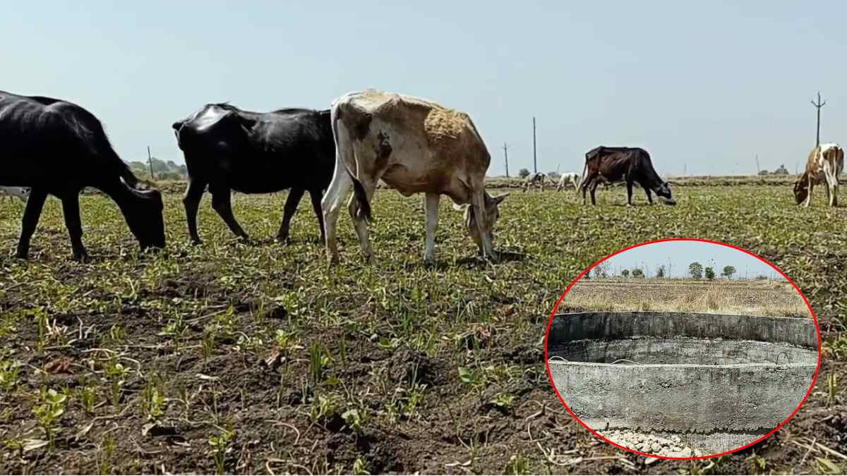फसलें बर्बाद, उम्मीदें टूटी, ‘पानी’ ने छीनी किसानों की खुशी: अन्नदाताओं ने खेतों में छोड़े मवेशी, चरवाई मूंग की फसल